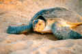Bilder vom Schildkrötenstrand